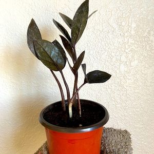 Zz raven ‼️SOLD‼️